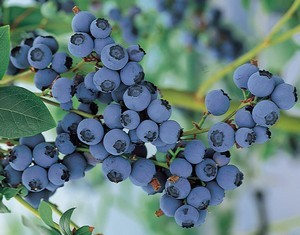 Late Blue Blueberry