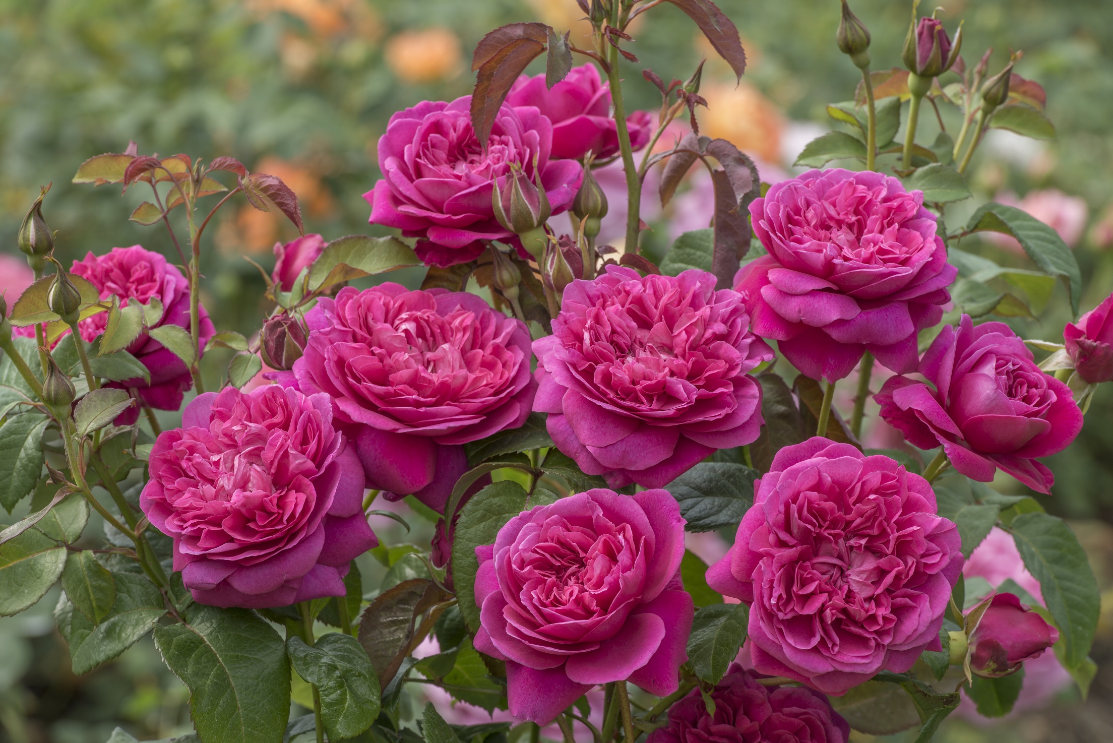 dark red blaze climbing rose